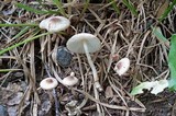 Leucoagaricus caerulescens image