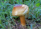Limacella glischra image