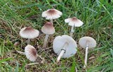 Leucoagaricus caerulescens image