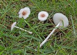 Leucoagaricus caerulescens image