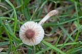 Leucoagaricus caerulescens image