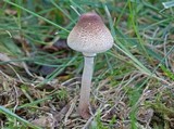 Leucoagaricus caerulescens image