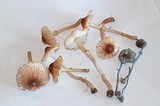 Leucoagaricus caerulescens image