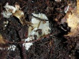Amanita sect. Vaginatae image
