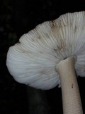 Amanita sect. Vaginatae image