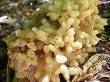 Sebacina sparassoidea image