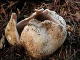 Sarcosphaera coronaria image