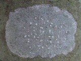 Phlyctis agelaea image