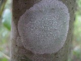 Phlyctis agelaea image