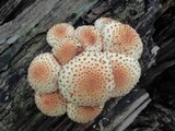 Pholiota squarrosoides image
