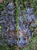 Leptogium cyanescens image