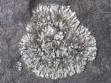 Phaeophyscia orbicularis image