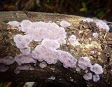 Chondrostereum purpureum image