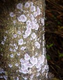 Chondrostereum purpureum image