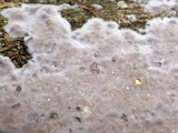 Chondrostereum purpureum image