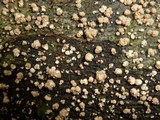 Annellodochium ramulisporum image