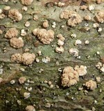 Annellodochium ramulisporum image