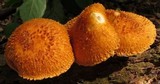 Leucopholiota decorosa image