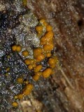 Sphaerosporium lignatile image