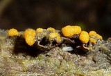 Sphaerosporium lignatile image