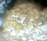 Sphaerosporium lignatile image