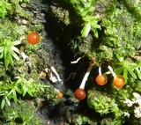 Calostilbella calostilbe image