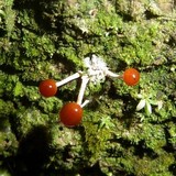 Calostilbella calostilbe image