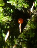 Calostilbella calostilbe image