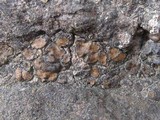 Catapyrenium squamulosum image