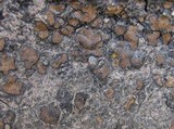 Catapyrenium squamulosum image