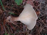 Ampulloclitocybe clavipes image