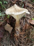 Ampulloclitocybe clavipes image