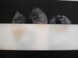 Clitocybe tarda image