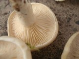 Clitopilus prunulus image