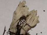 Clavulina coralloides image