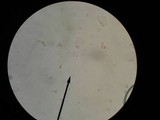 Marasmius strictipes image