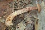 Boletus russellii image