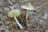 Amanita brunnescens image