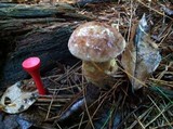 Tylopilus felleus image