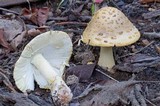 Amanita flavorubens image