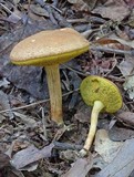 Boletus illudens image