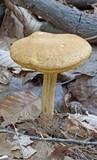 Boletus illudens image