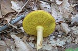 Boletus illudens image