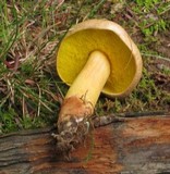Aureoboletus auriporus image