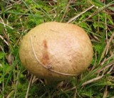 Aureoboletus auriporus image