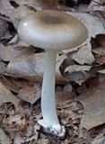 Amanita spreta image