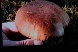 Cortinarius brunneotinctus image