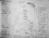 Cortinarius brunneotinctus image