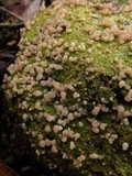 Baeomyces heteromorphus image