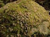 Baeomyces heteromorphus image
